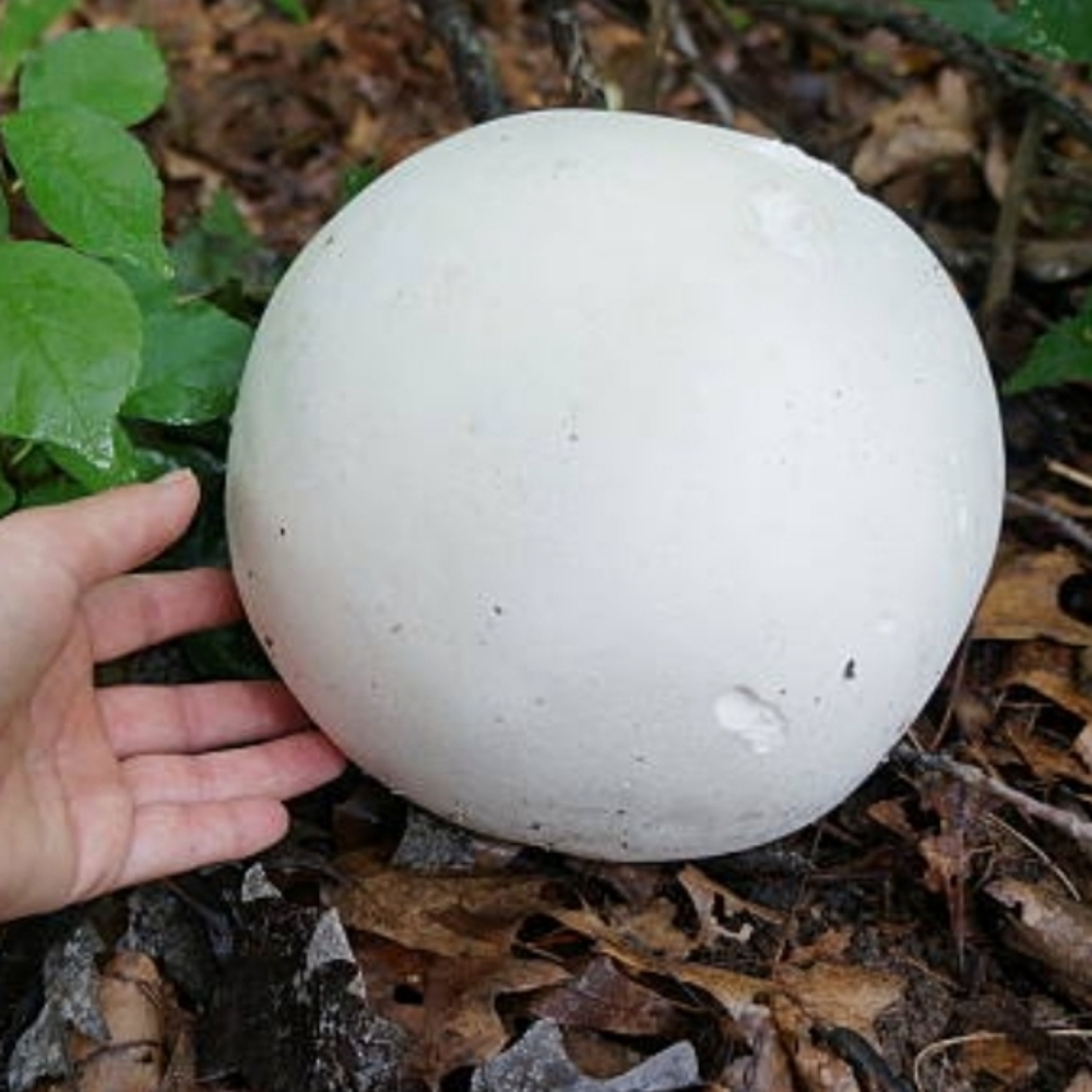 GIANT Puffball Mushroom Spores - Grow Kit - Over 1 Billion Spores! 🍄